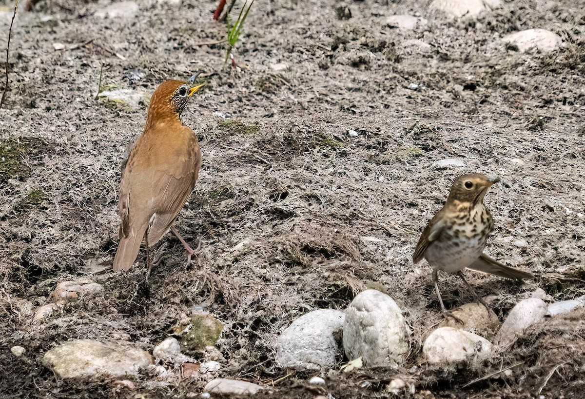 Wood Thrush - Courtney Rella