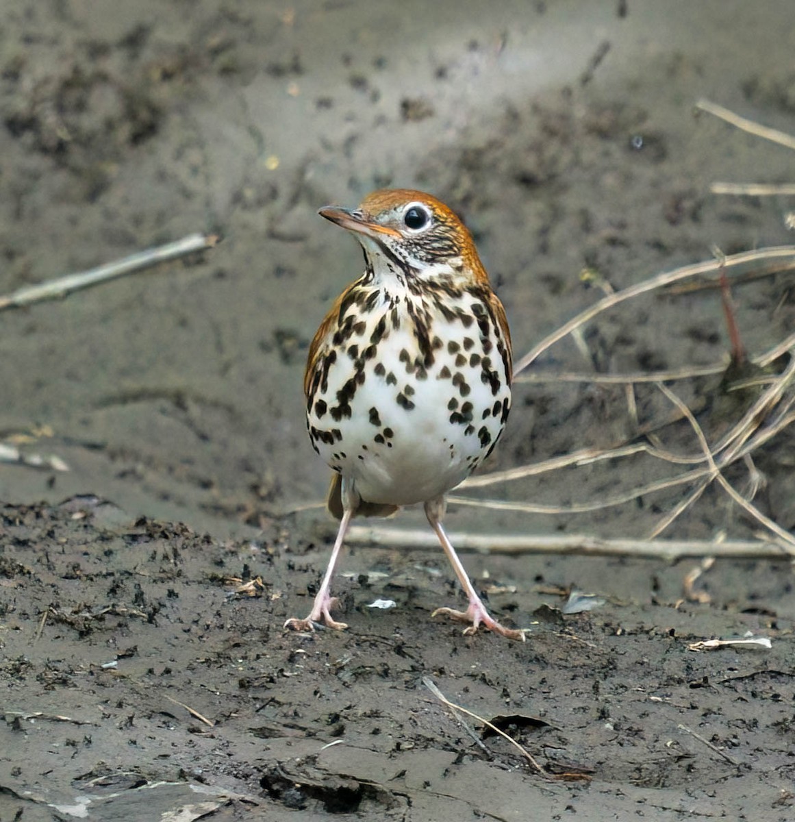 Wood Thrush - Courtney Rella