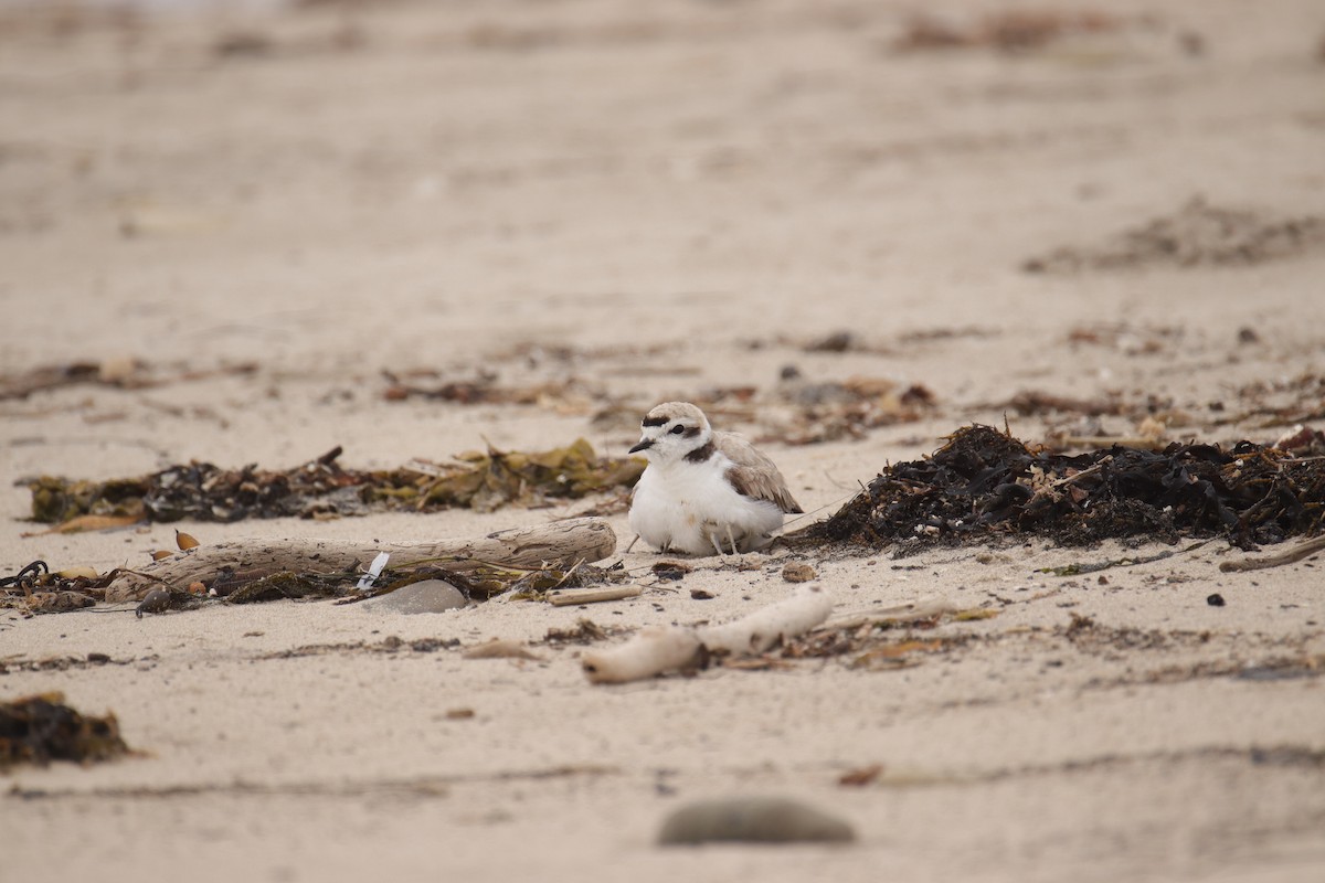 Snowy Plover - Toby Fowler
