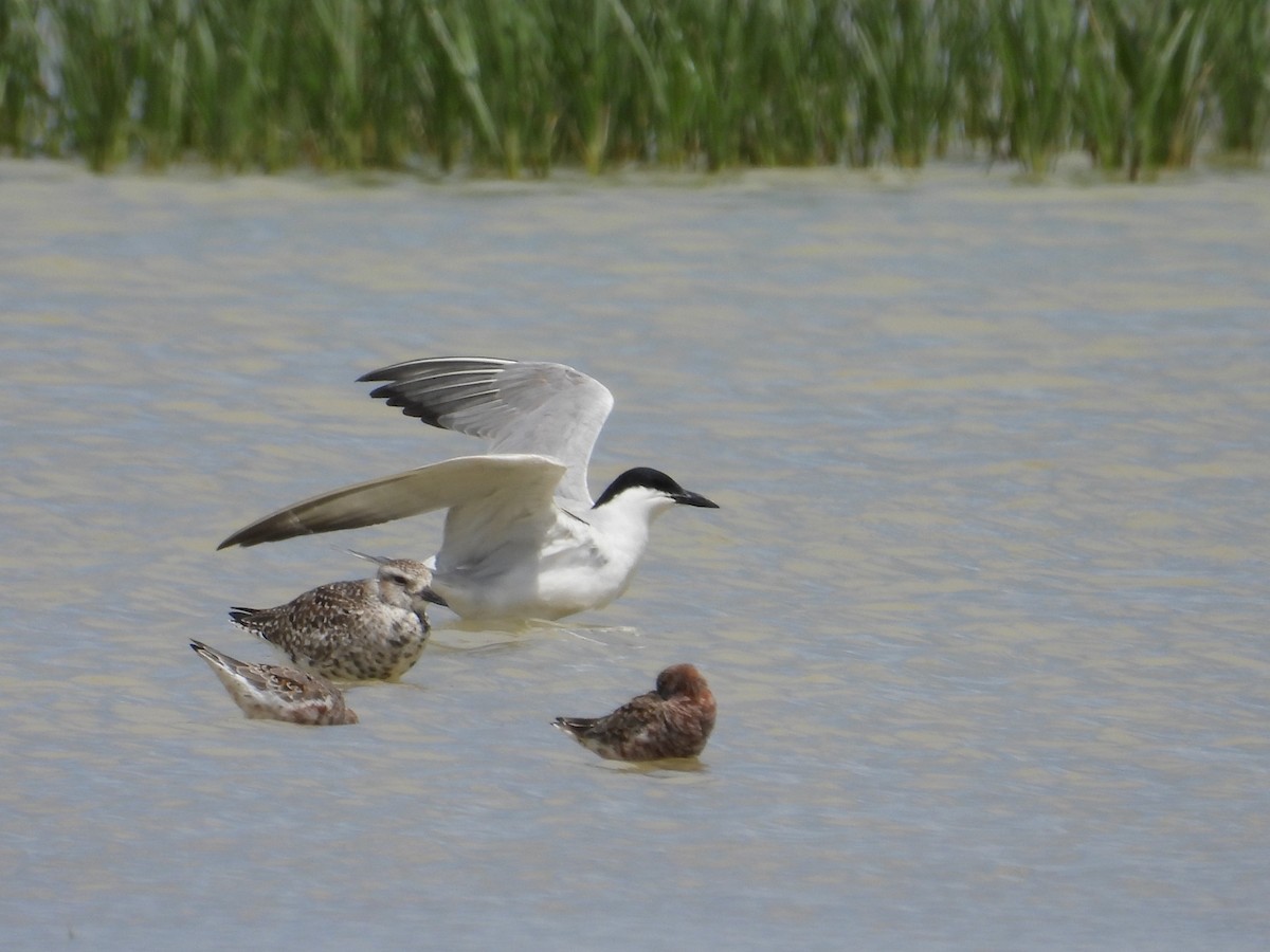 Gull-billed Tern - Murat Akkaya