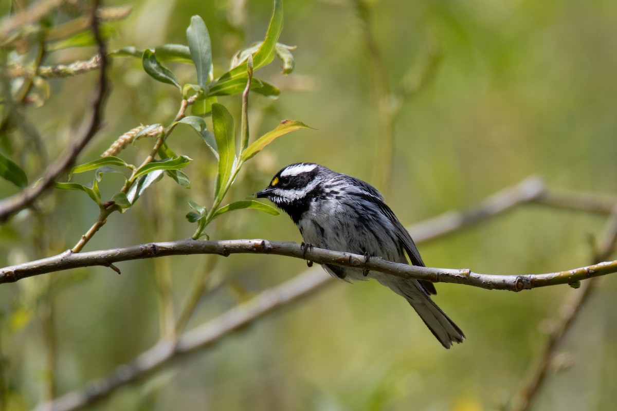 Black-throated Gray Warbler - ML618870441