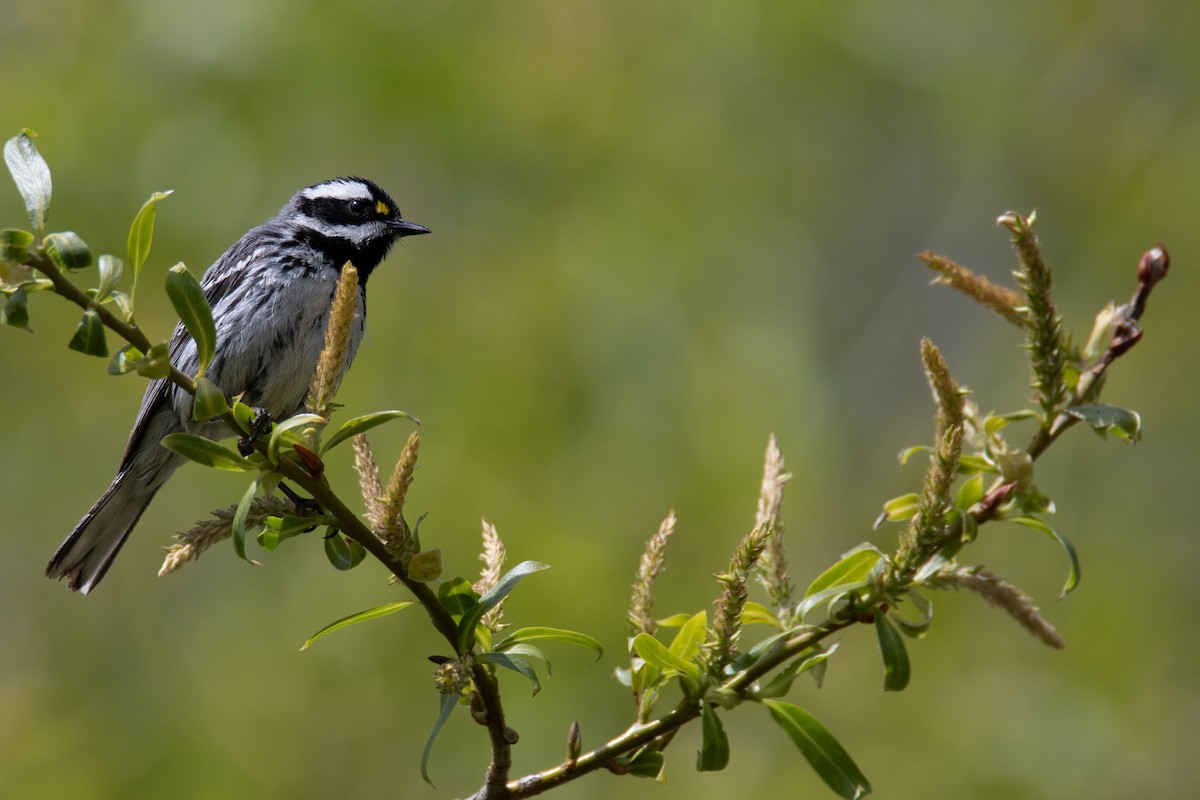 Black-throated Gray Warbler - ML618870442