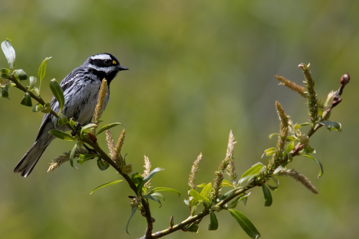 Black-throated Gray Warbler - Bryan Tarbox