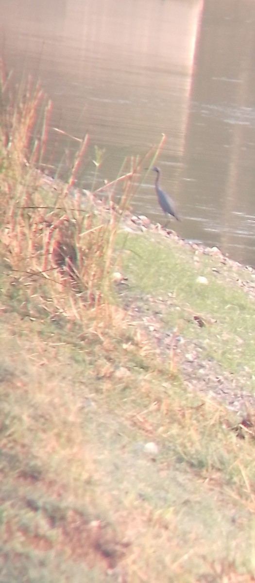 Little Blue Heron - Manuel Aroche Domenech