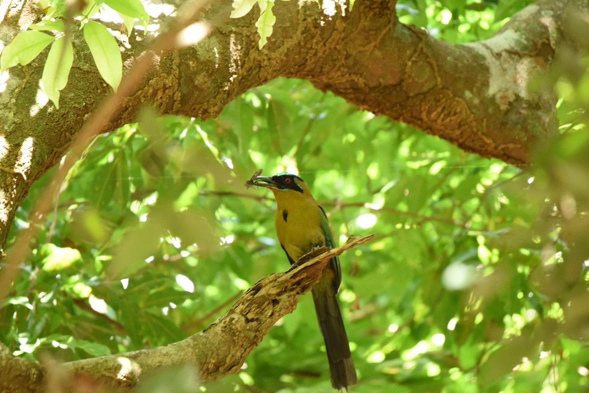 Amazonian Motmot - ML618870448