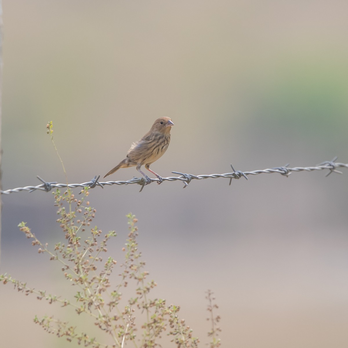 Blue-black Grassquit - ML618870449