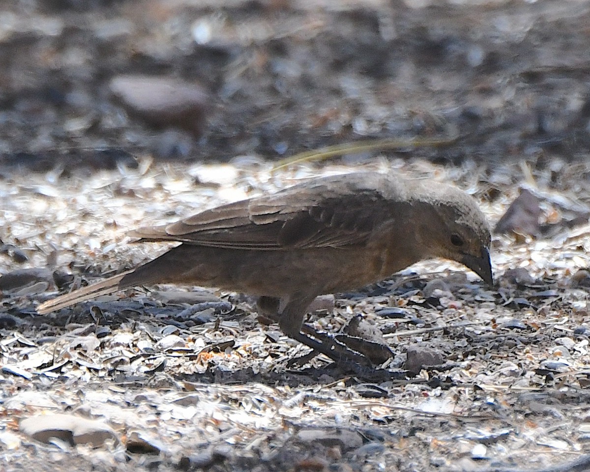 Brown-headed Cowbird - Ted Wolff