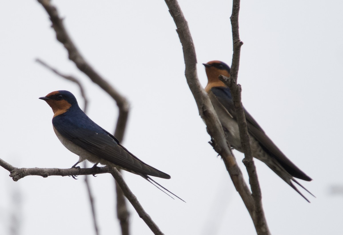 Welcome Swallow - Yvonne van Netten