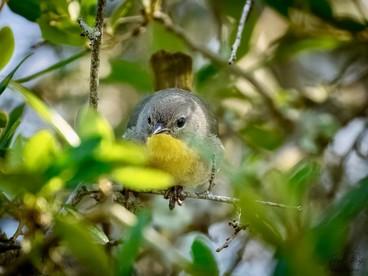 Common Yellowthroat - Frank Diaz