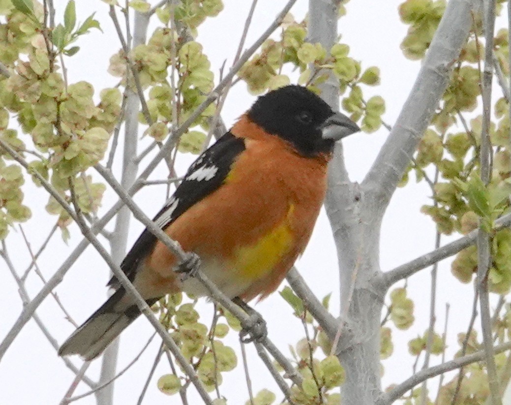 Black-headed Grosbeak - Thomas Jackman