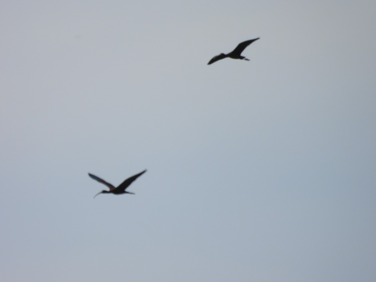 ibis hnědý - ML618870475