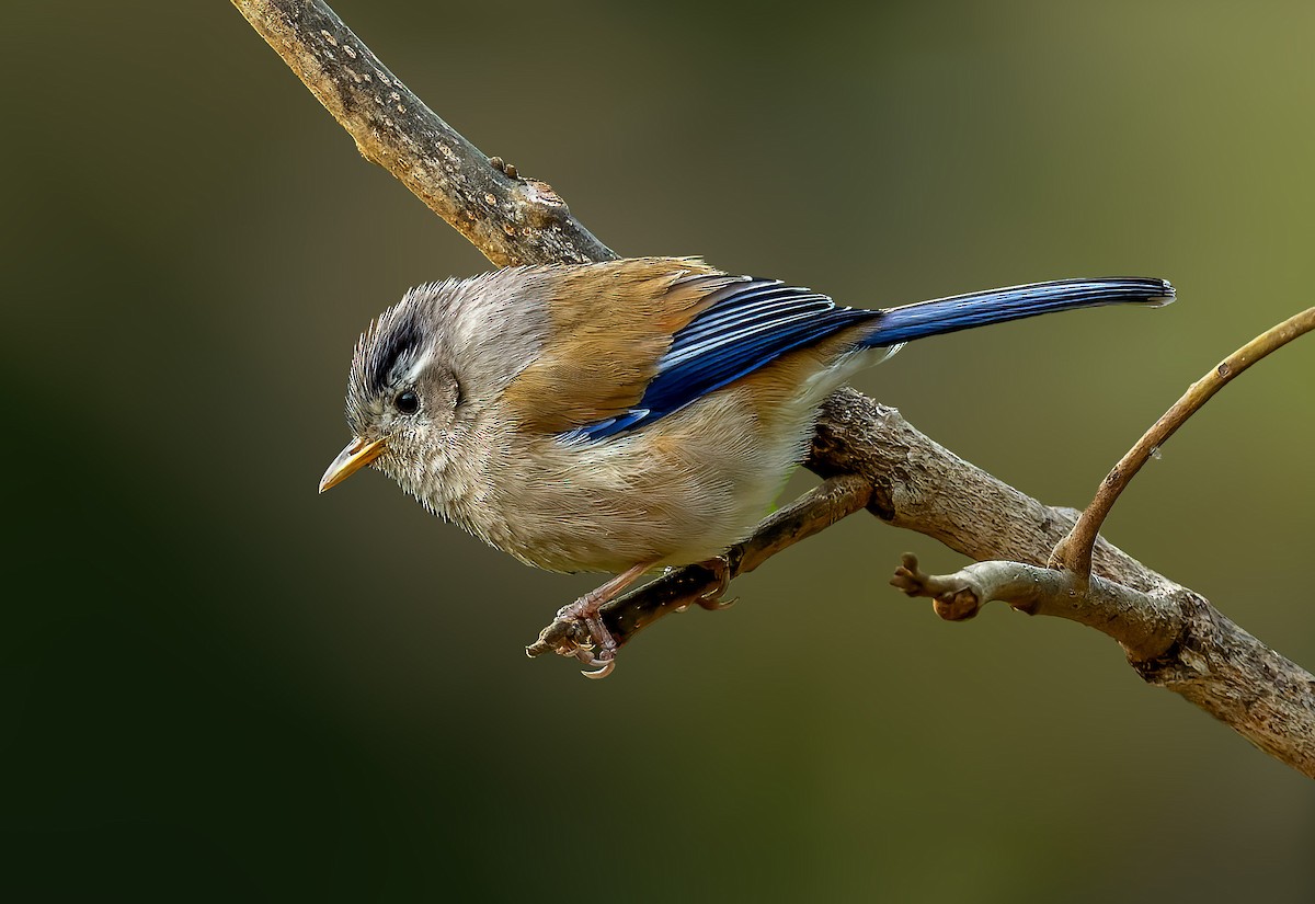 Blue-winged Minla - Anonymous