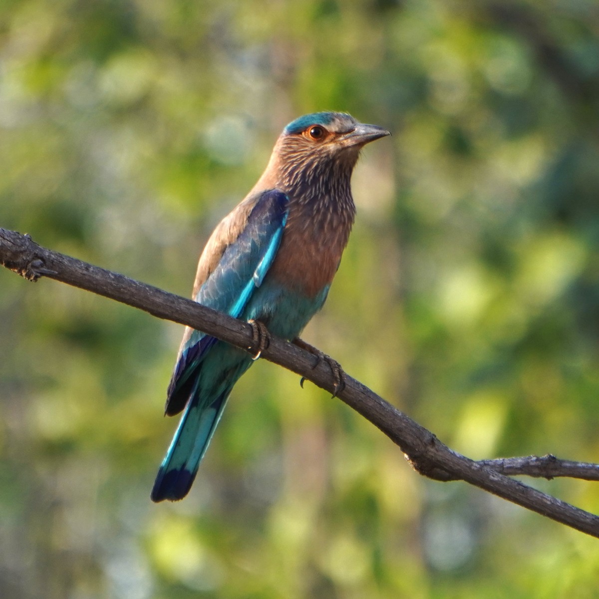 Indian Roller - ML618870487