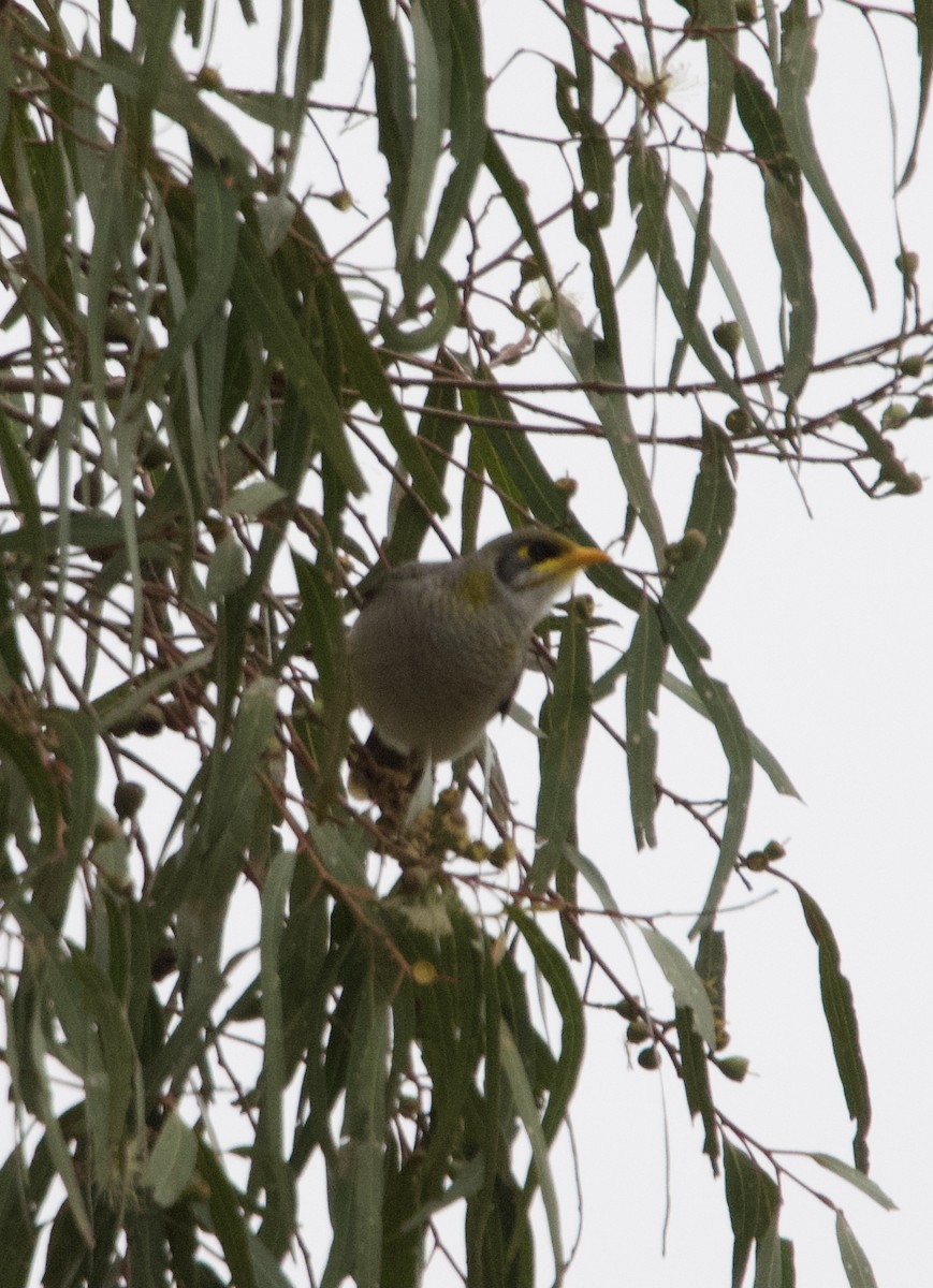 Yellow-throated Miner - Yvonne van Netten