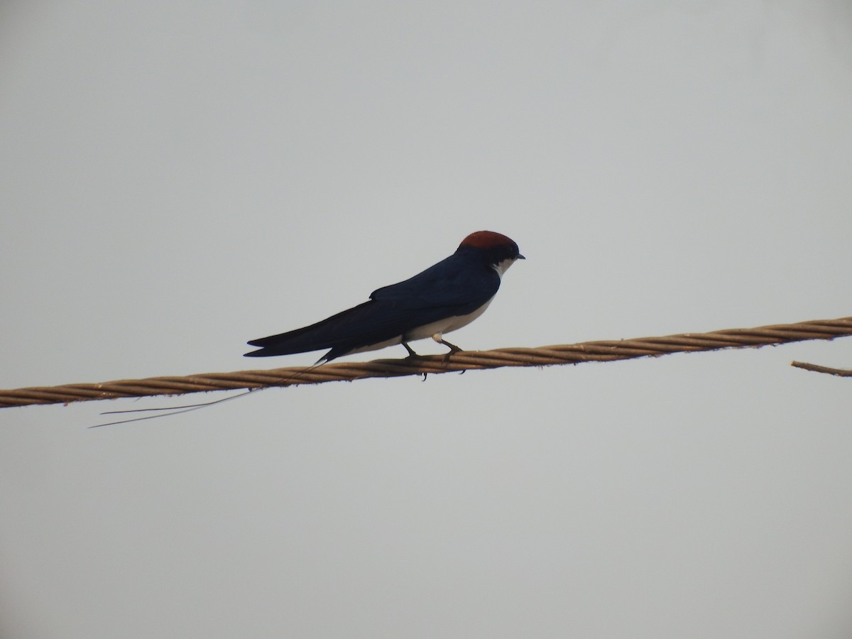 Wire-tailed Swallow - ML618870494