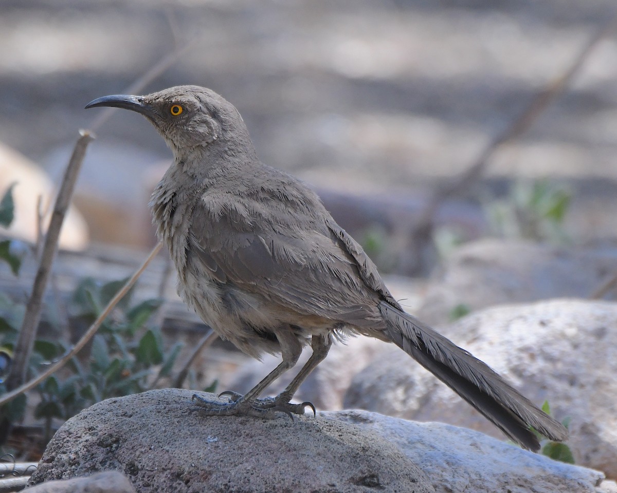 Curve-billed Thrasher - Ted Wolff