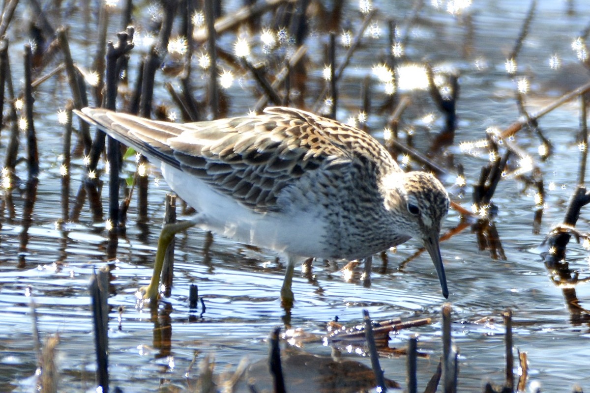 Pectoral Sandpiper - lise owens