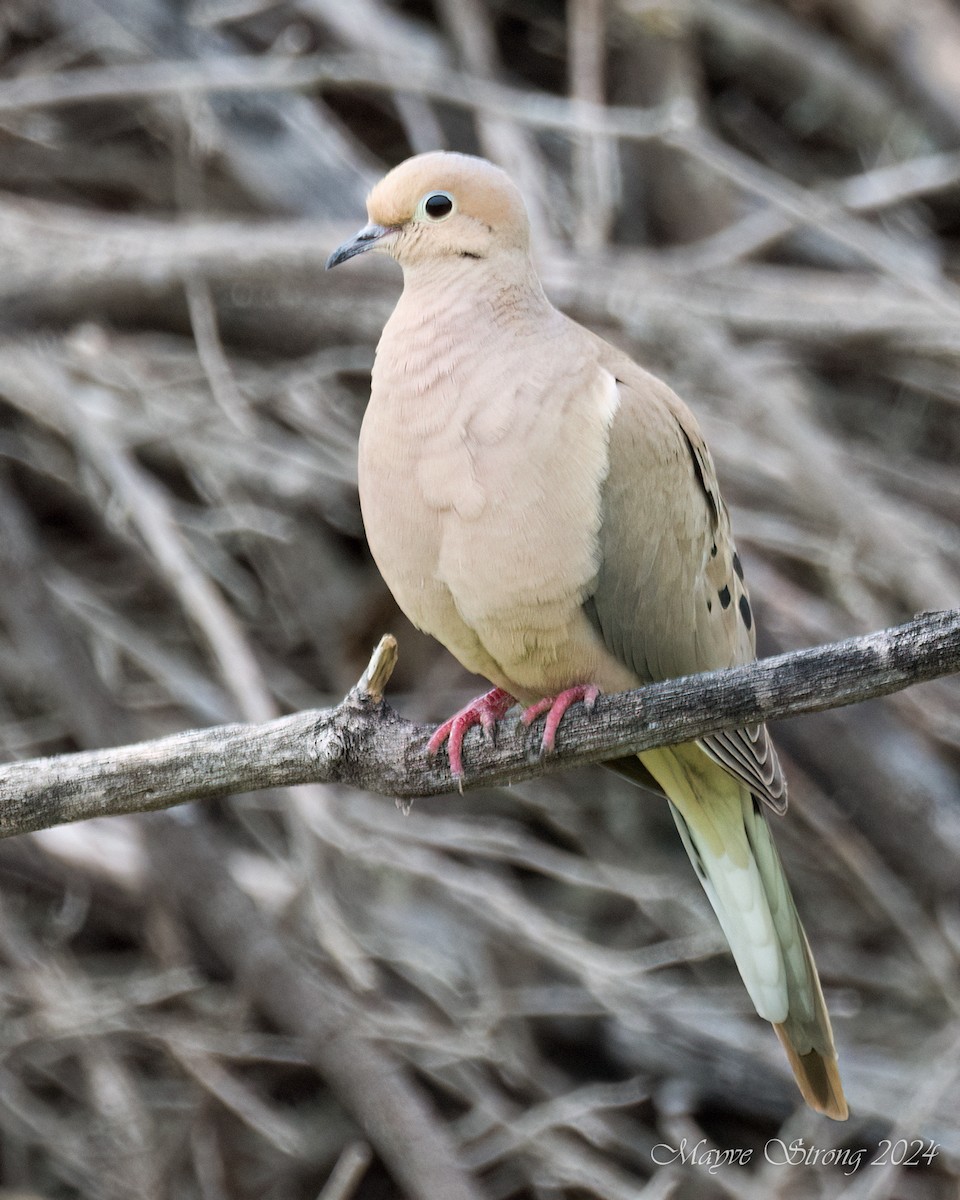 Mourning Dove - Mayve Strong