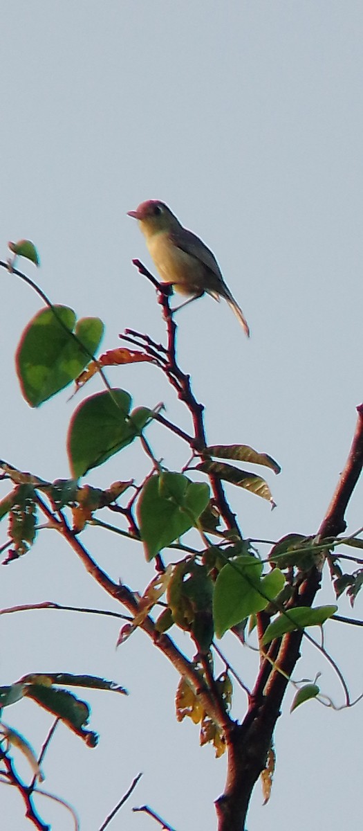 Cuban Vireo - Manuel Aroche Domenech