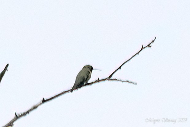 Ruby-throated/Black-chinned Hummingbird - Mayve Strong