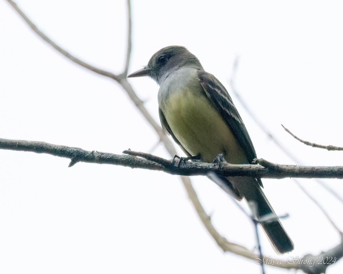 Great Crested Flycatcher - Mayve Strong