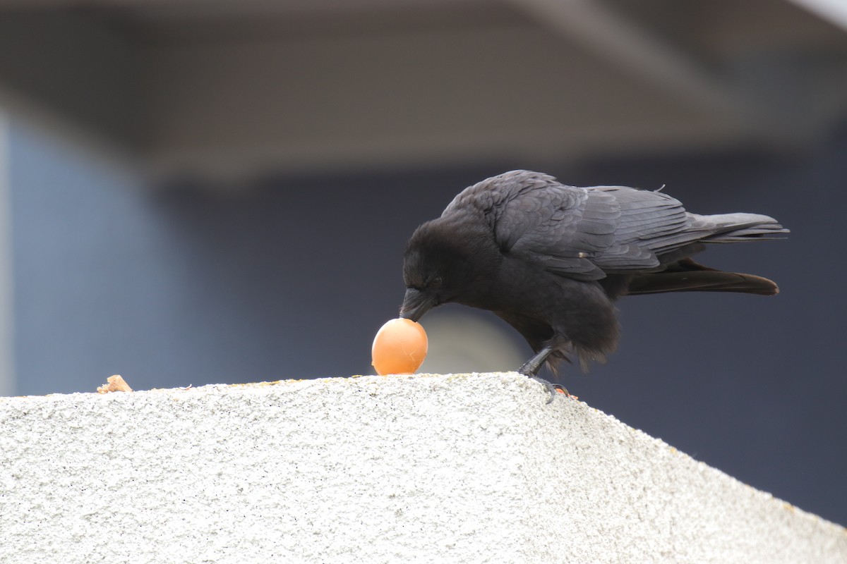 American Crow - Toby Fowler