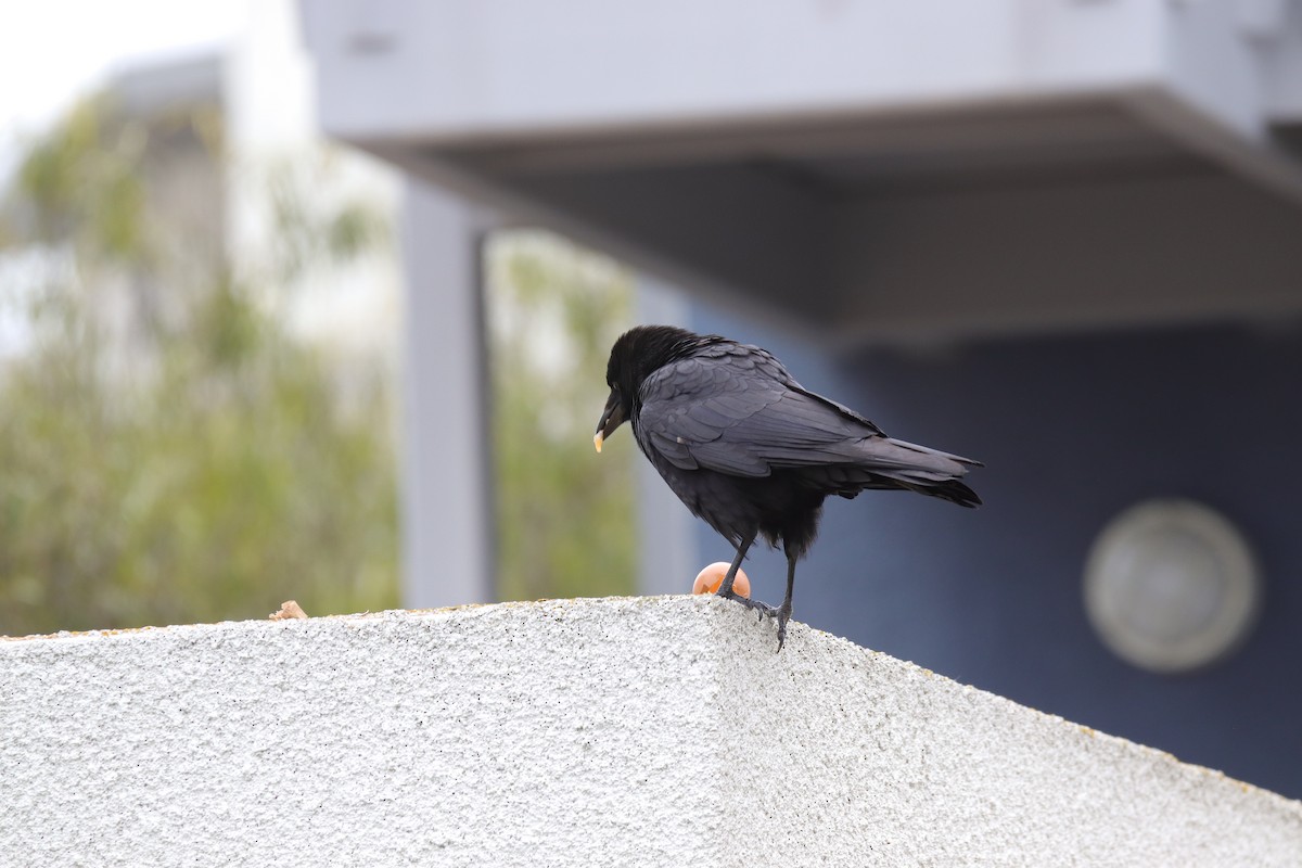 American Crow - Toby Fowler