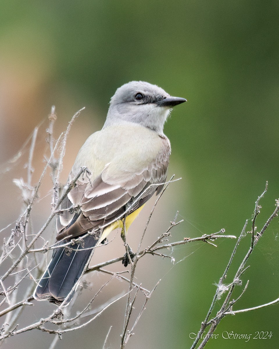 Western Kingbird - Mayve Strong