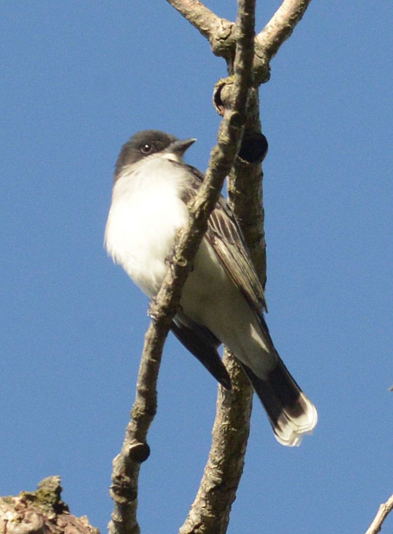 Eastern Kingbird - Vicki Buchwald