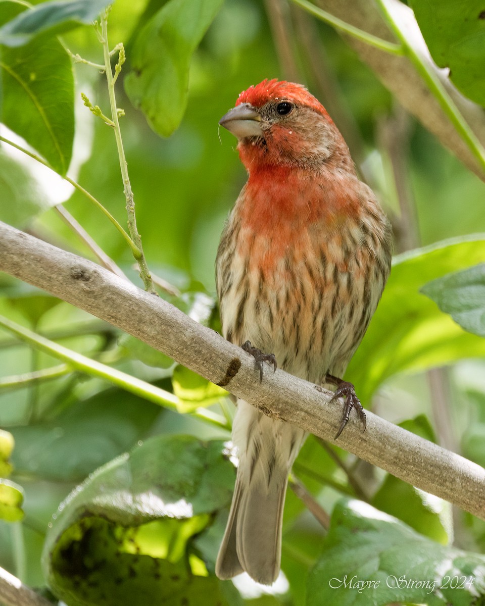 House Finch - Mayve Strong