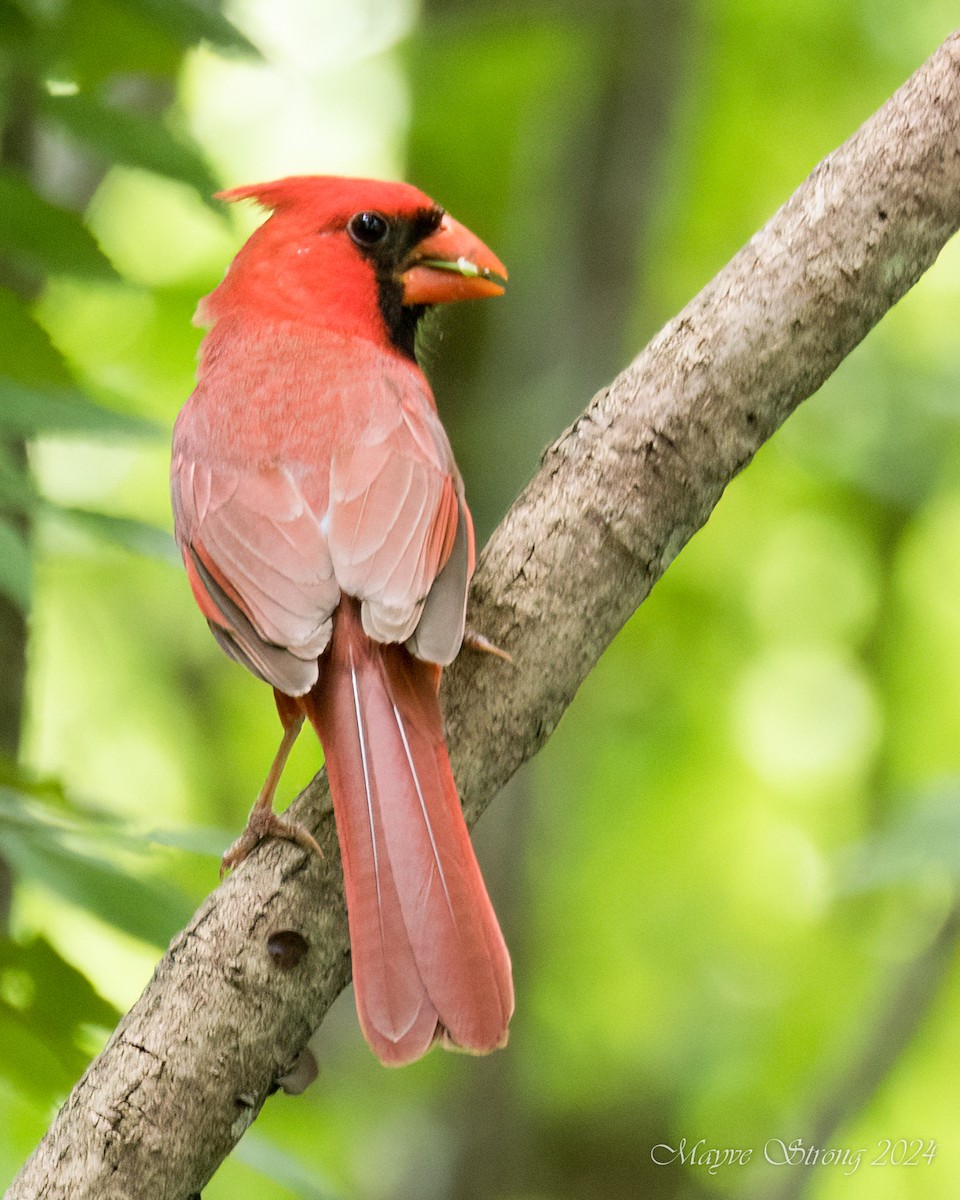 Northern Cardinal - Mayve Strong