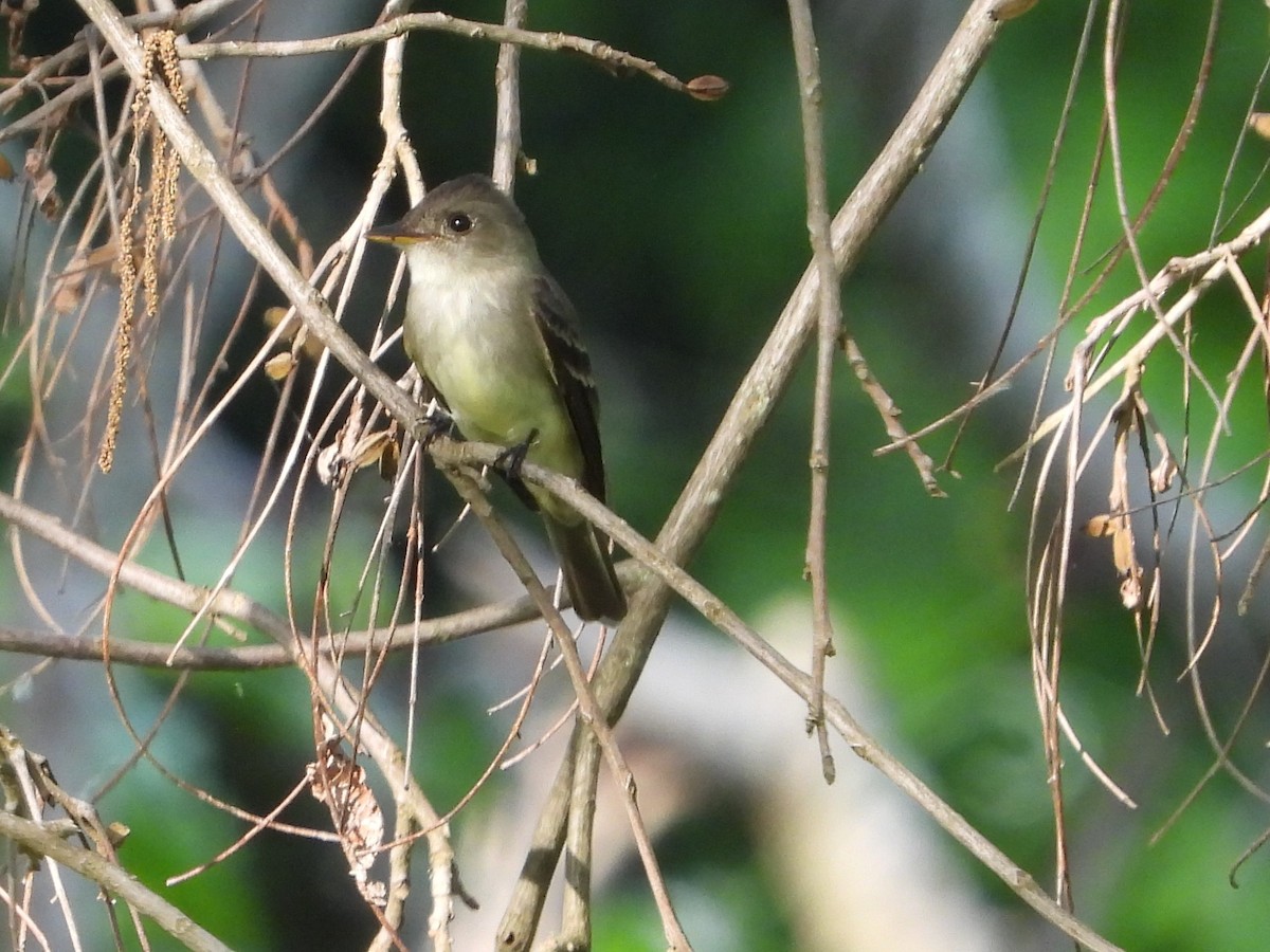 Eastern Wood-Pewee - Vidhya Sundar