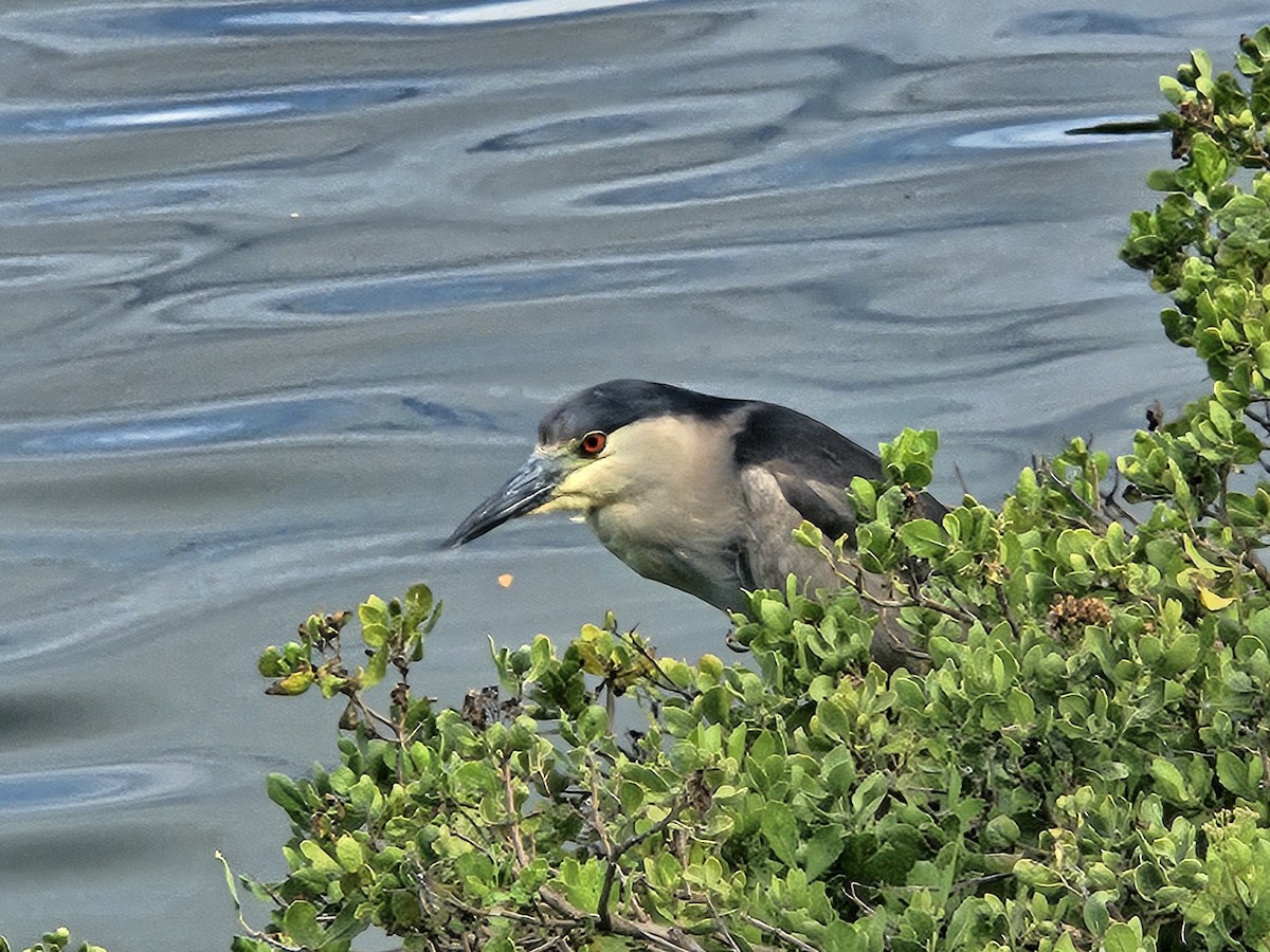 Black-crowned Night Heron - Peter Taves