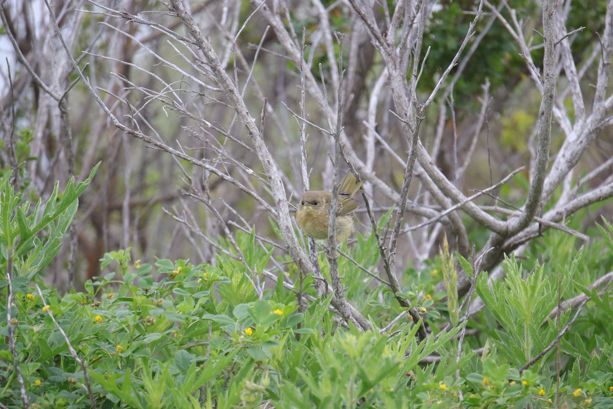 Common Yellowthroat - Toby Fowler