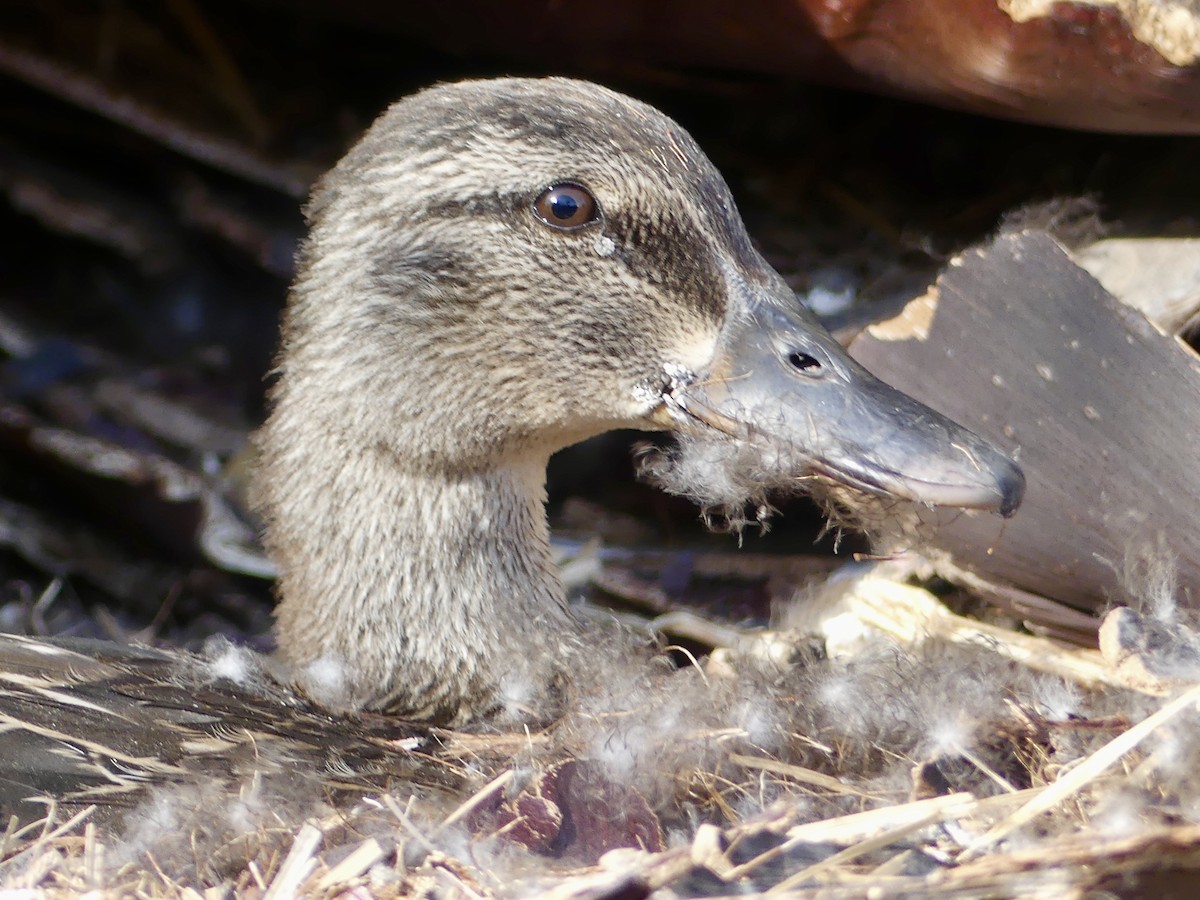 Mallard - Dennis Wolter