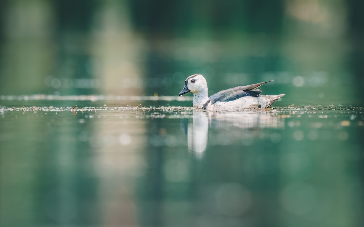 Cotton Pygmy-Goose - 雀实可爱 鸦