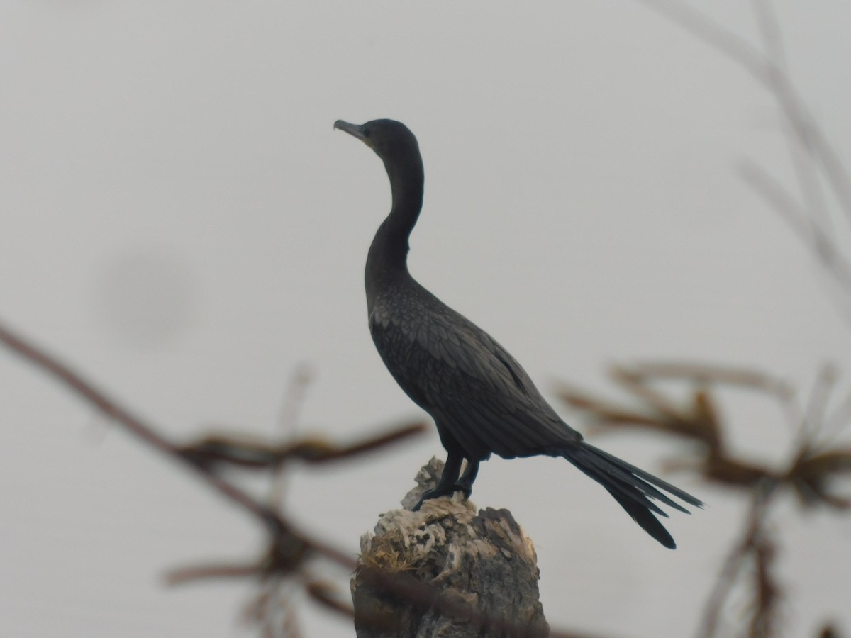 Neotropic Cormorant - Cenaida Moncada