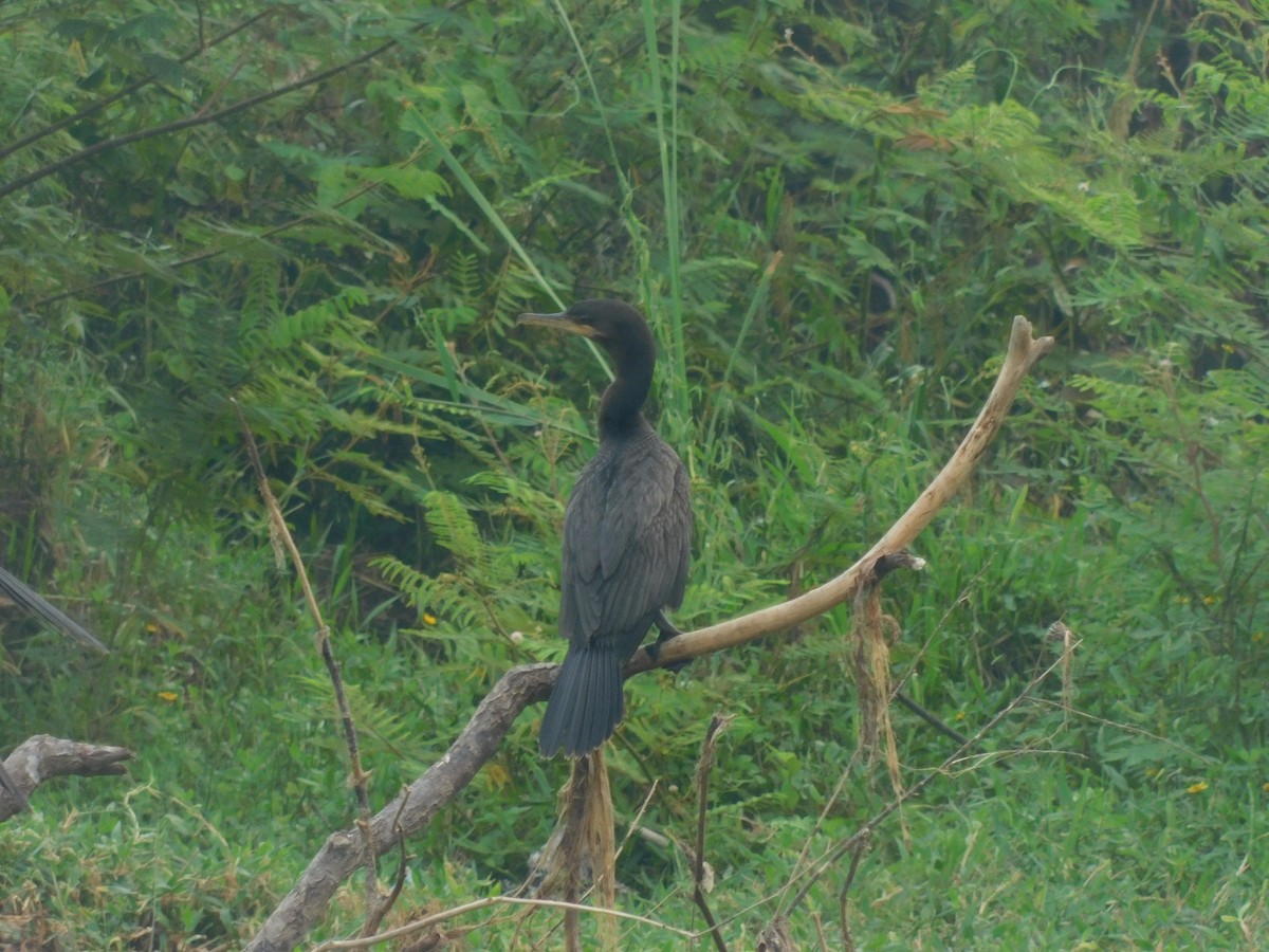 Neotropic Cormorant - Cenaida Moncada