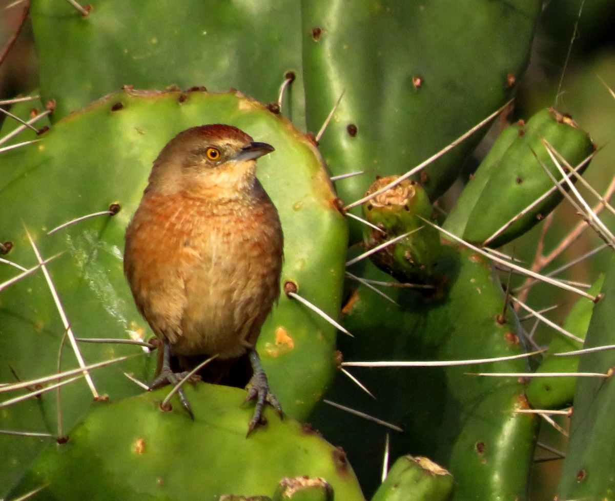 Freckle-breasted Thornbird - diego catala