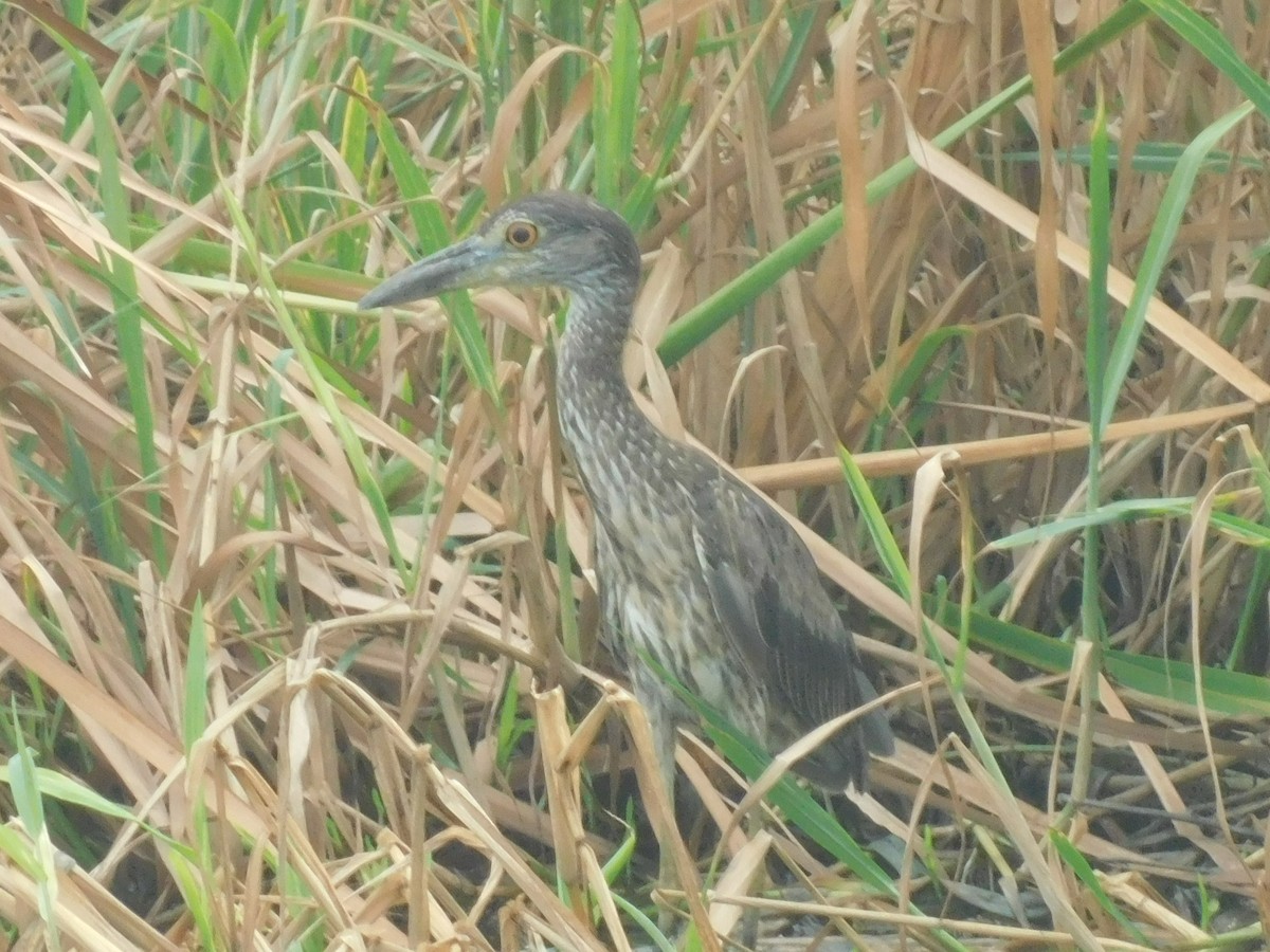 Yellow-crowned Night Heron - Cenaida Moncada