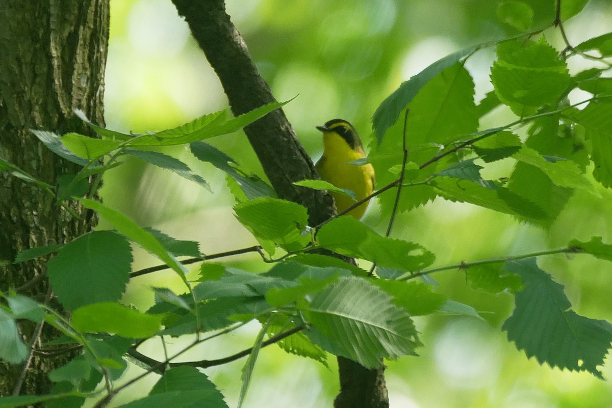 Kentucky Warbler - Sandeep Biswas