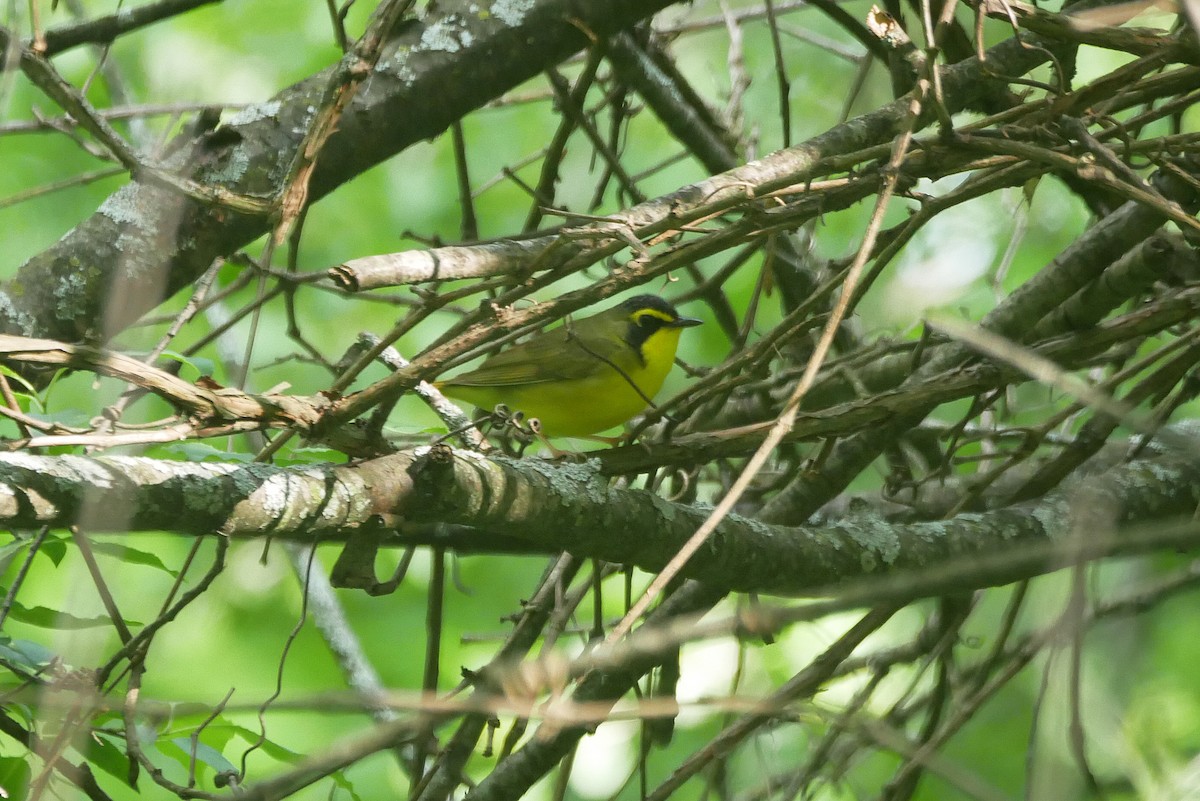 Kentucky Warbler - Sandeep Biswas