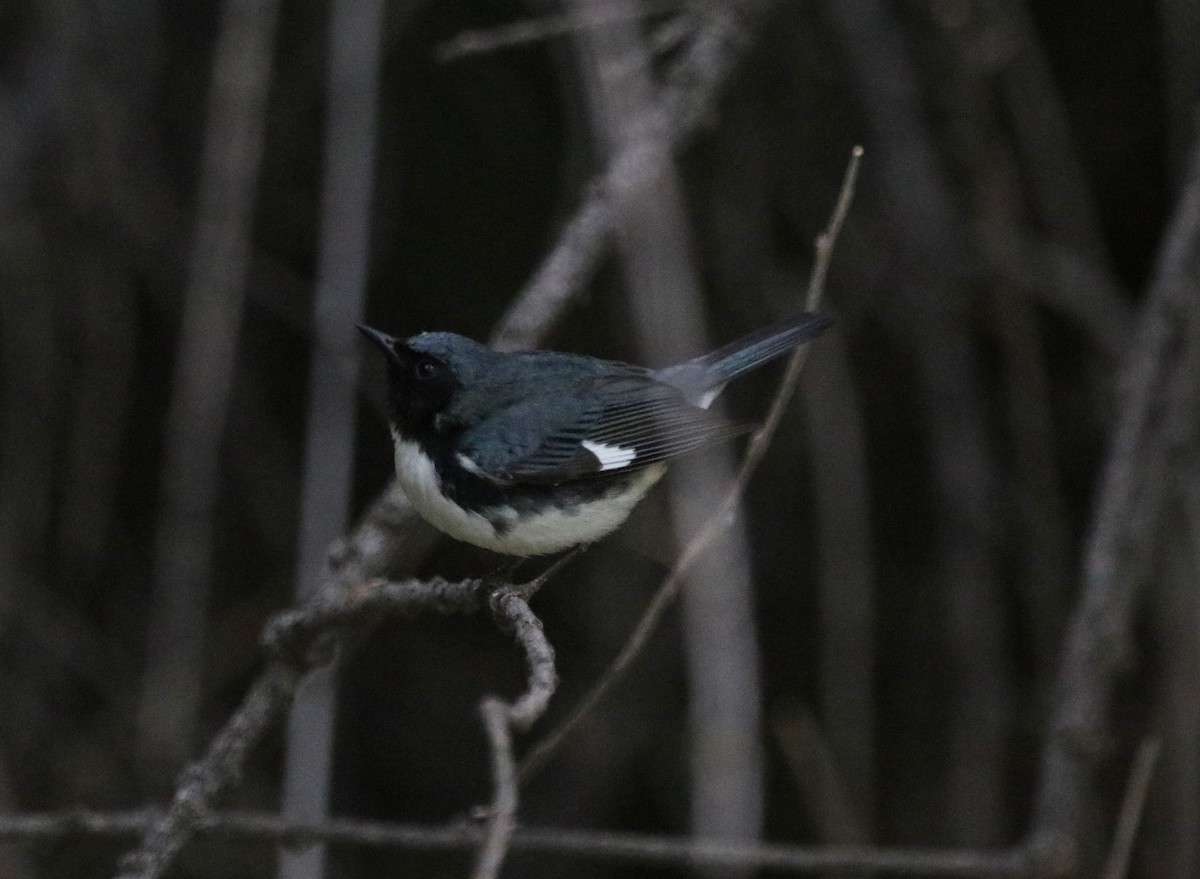Black-throated Blue Warbler - ML618870632