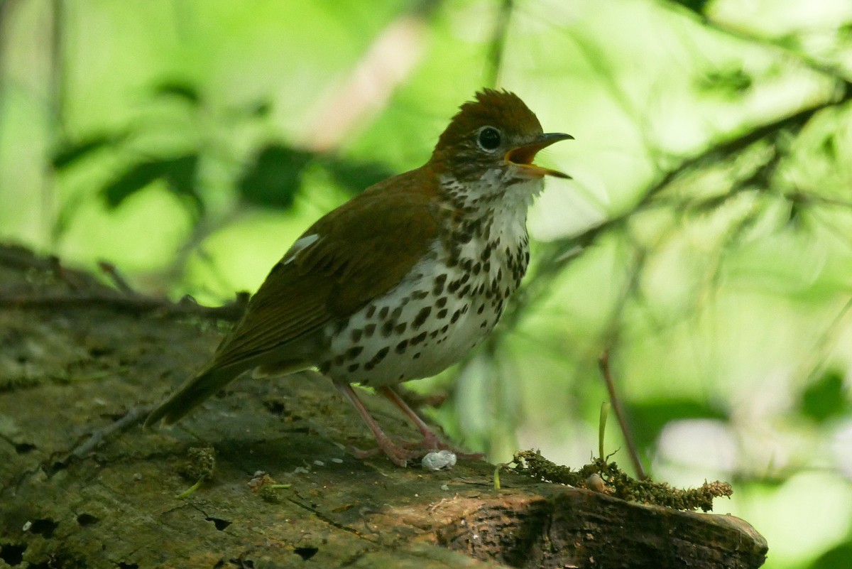 Wood Thrush - Sandeep Biswas