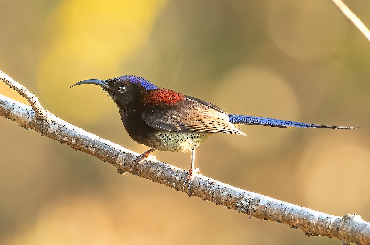 Black-throated Sunbird - ML618870640