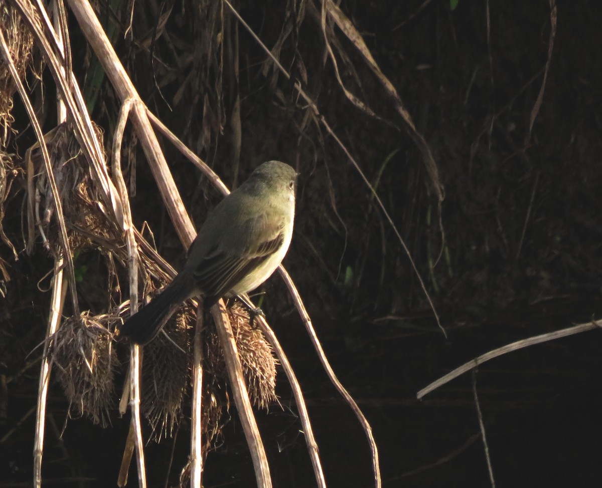 Sooty Tyrannulet - diego catala