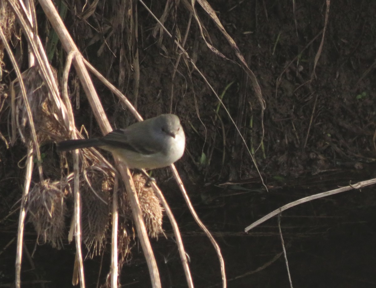 Sooty Tyrannulet - diego catala