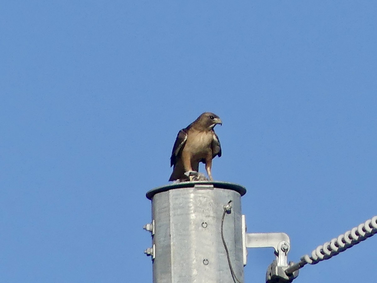 Harris's Hawk - Dennis Wolter