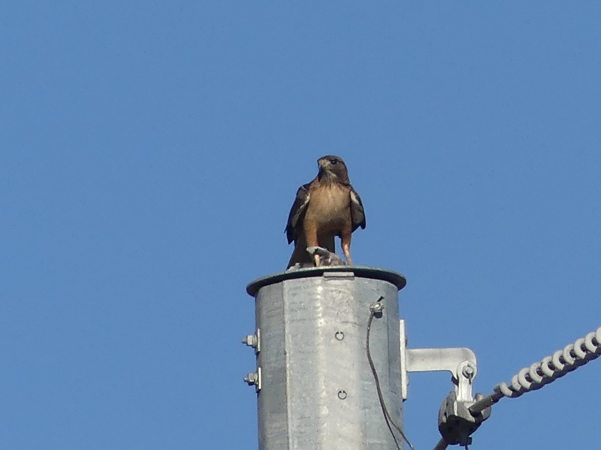 Harris's Hawk - Dennis Wolter