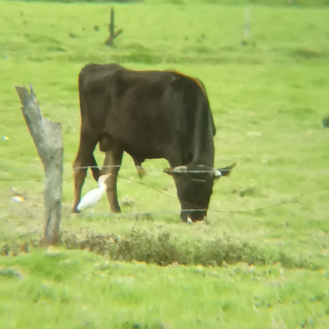 Western Cattle Egret - ML618870656